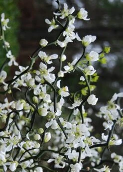 Flying Dragon Hardy Orange Tree - 7 Gallon Pot (5-6') (COPY) -Breeze Sprout Sales Orange Flying Dragon 10 1