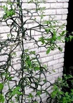 Flying Dragon Hardy Orange Tree - 7 Gallon Pot (5-6') (COPY) -Breeze Sprout Sales Orange Flying Dragon 11 1