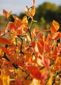 Flying Dragon Hardy Orange Tree - 7 Gallon Pot (5-6') (COPY) -Breeze Sprout Sales Orange Flying Dragon 13 1