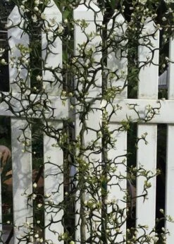 Flying Dragon Hardy Orange Tree - 7 Gallon Pot (3-4') -Breeze Sprout Sales Orange Flying Dragon 3