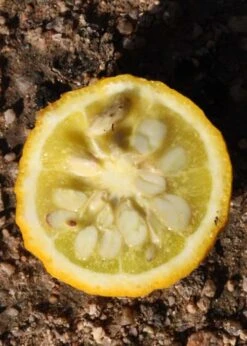 Flying Dragon Hardy Orange Tree - 7 Gallon Pot (5-6') (COPY) -Breeze Sprout Sales Orange Flying Dragon 5 1