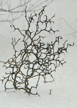 Flying Dragon Hardy Orange Tree - 7 Gallon Pot (5-6') (COPY) -Breeze Sprout Sales Orange Flying Dragon 7 1