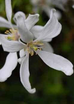 Flying Dragon Hardy Orange Tree - 7 Gallon Pot (5-6') (COPY) -Breeze Sprout Sales Orange Flying Dragon 8 1