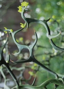 Flying Dragon Hardy Orange Tree - 7 Gallon Pot (3-4') -Breeze Sprout Sales Orange Flying Dragon 9