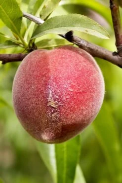 Bonanza Dwarf Patio Peach Tree - 5 Gallon 12 Bonanza Dwarf Patio Peach Tree - 5 Gallon -Breeze Sprout Sales Peach Bonanza 1