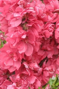 Bonanza Dwarf Patio Peach Tree - 5 Gallon 11 Bonanza Dwarf Patio Peach Tree - 5 Gallon -Breeze Sprout Sales Peach Bonanza 3