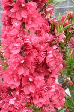 Bonanza Dwarf Patio Peach Tree - 3 Gallon Pot 14 Bonanza Dwarf Patio Peach Tree - 3 Gallon Pot -Breeze Sprout Sales Peach Bonanza 4 1