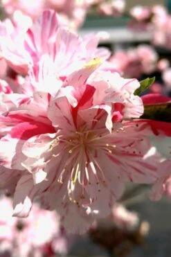 Peppermint Flowering Peach Tree - 5 Gallon Pot -Breeze Sprout Sales Peach Flowering Peppermint 2