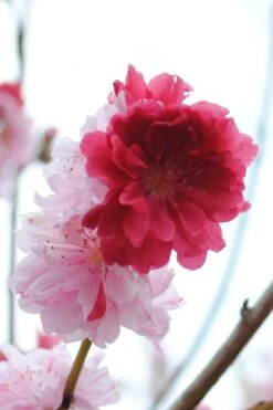 Peppermint Flowering Peach Tree - 5 Gallon Pot -Breeze Sprout Sales Peach Flowering Peppermint 3