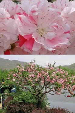 Peppermint Flowering Peach Tree - 5 Gallon Pot -Breeze Sprout Sales Peach Flowering Peppermint 6