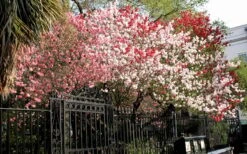 Peppermint Flowering Peach Tree - 5 Gallon Pot -Breeze Sprout Sales Peach Peppermint 6