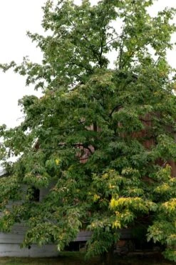American Persimmon Tree (Diospyros Virginiana) - 1 Gallon Pot -Breeze Sprout Sales Persimmon American 2 2