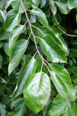 American Persimmon Tree (Diospyros Virginiana) - 3 Pack Of 1.5 Quart Pots -Breeze Sprout Sales Persimmon American 3 1