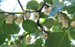 American Persimmon Tree (Diospyros Virginiana) - 3 Pack Of 1.5 Quart Pots -Breeze Sprout Sales Persimmon American 5 1