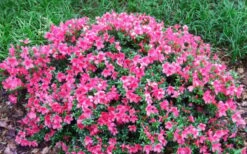 Chinzan Dwarf Azalea - 1 Gallon Pot -Breeze Sprout Sales Picture Azalea Chinzan 2