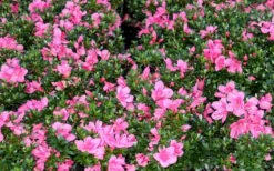 Chinzan Dwarf Azalea - 1 Gallon Pot -Breeze Sprout Sales Picture Azalea Chinzan