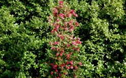 October Magic Rose Camellia - 2 Gallon Pot -Breeze Sprout Sales Picture Camellia October Magic Rose Column