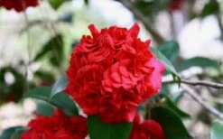 Professor Sargent Camellia Japonica - 7 Gallon Pot (3-4') 11 Professor Sargent Camellia Japonica - 7 Gallon Pot (3-4') -Breeze Sprout Sales Picture Camellia Professor Sargent Closeup 1