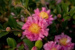 October Magic Carpet Dwarf Camellia - 2.5 Quart Pot -Breeze Sprout Sales Picture Camellia Sasanqua October Magic Carpet