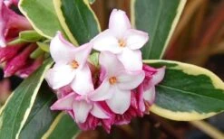Variegated Pink Winter Daphne - 3 Gallon Pot -Breeze Sprout Sales Picture Daphne Variegated Pink Closeup