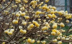 Winter Gold Edgeworthia Chrysantha - Paper Bush - 3 Gallon Pot -Breeze Sprout Sales Picture Edgeworthia Flowers