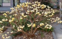 Winter Gold Edgeworthia Chrysantha - Paper Bush - 3 Gallon Pot -Breeze Sprout Sales Picture Edgeworthia Paper Bush 3