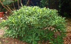 Winter Gold Edgeworthia Chrysantha - Paper Bush - 3 Gallon Pot -Breeze Sprout Sales Picture Edgeworthia Shrub