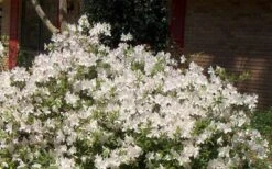Autumn Ivory Encore Azalea - 1 Gallon Pot 8 Autumn Ivory Encore Azalea - 1 Gallon Pot -Breeze Sprout Sales Picture Encore Azalea Ivory 3