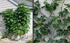 Brown Turkey Fig Tree - 6 Pack Of 1 Gallon Pots -Breeze Sprout Sales Picture Fig Brown Turkey Espalier
