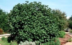 Brown Turkey Fig Tree - 6 Pack Of 1 Gallon Pots -Breeze Sprout Sales Picture Fig Brown Turkey Shrub Large