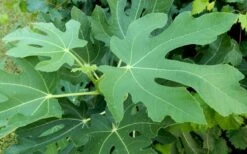 Brown Turkey Fig Tree - 6 Pack Of 1 Gallon Pots -Breeze Sprout Sales Picture Fig Brown Turkey Tree Leaves