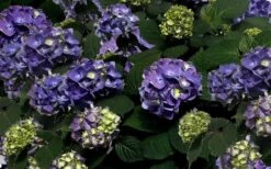 Bloomstruck Endless Summer Hydrangea - 1 Gallon Pot -Breeze Sprout Sales Picture Hydrangea Bloomstruck 2