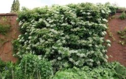 Climbing Hydrangea 'Petiolaris' - 1 Gallon Pot -Breeze Sprout Sales Picture Hydrangea Climbing Petiolaris 5