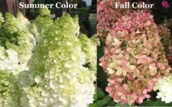 Limelight PeeGee Hydrangea - 1 Gallon Pot 15 Limelight PeeGee Hydrangea - 1 Gallon Pot -Breeze Sprout Sales Picture Hydrangea Limelight 3