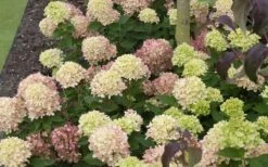 Little Lime Hydrangea - 2 Gallon Pot 12 Little Lime Hydrangea - 2 Gallon Pot -Breeze Sprout Sales Picture Hydrangea Little Lime 2
