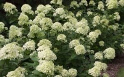 Little Lime Hydrangea - 3 Pack Of Quart Pots -Breeze Sprout Sales Picture Hydrangea Little Lime 3 1