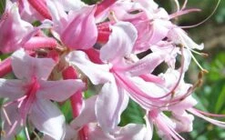 Varnadoes Phlox Pink Native Azalea - Rhododendron Canescens - 1 Gallon Pot 15 Varnadoes Phlox Pink Native Azalea - Rhododendron Canescens - 1 Gallon Pot -Breeze Sprout Sales Picture Native Azalea Varnadoes Pink Phlox Closeup