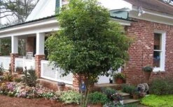 Fragrant White Tea Olive - 7 Gallon Pot (3-4') -Breeze Sprout Sales Picture Tea Olive Tree 1