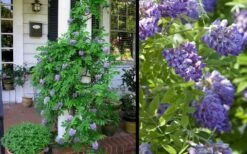 Amethyst Falls Wisteria Vine - 1 Gallon Pot -Breeze Sprout Sales Picture Wisteria Amethyst Falls 2