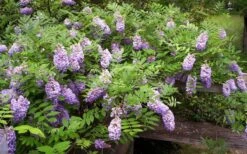 Amethyst Falls Wisteria Vine - 3 Gallon Pot -Breeze Sprout Sales Picture Wisteria Amethyst Falls 5 2