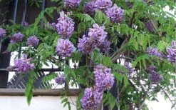 Amethyst Falls Wisteria Vine - 2 Gallon Pot -Breeze Sprout Sales Picture Wisteria Amethyst Falls Vine 1 1