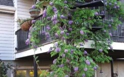 Amethyst Falls Wisteria Vine - 2 Gallon Pot -Breeze Sprout Sales Picture Wisteria Amethyst Falls Vine 2