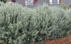 Pineapple Guava -Feijoa Sellowiana - 7 Gallon Pot -Breeze Sprout Sales Pineapple Guava Hedge 1