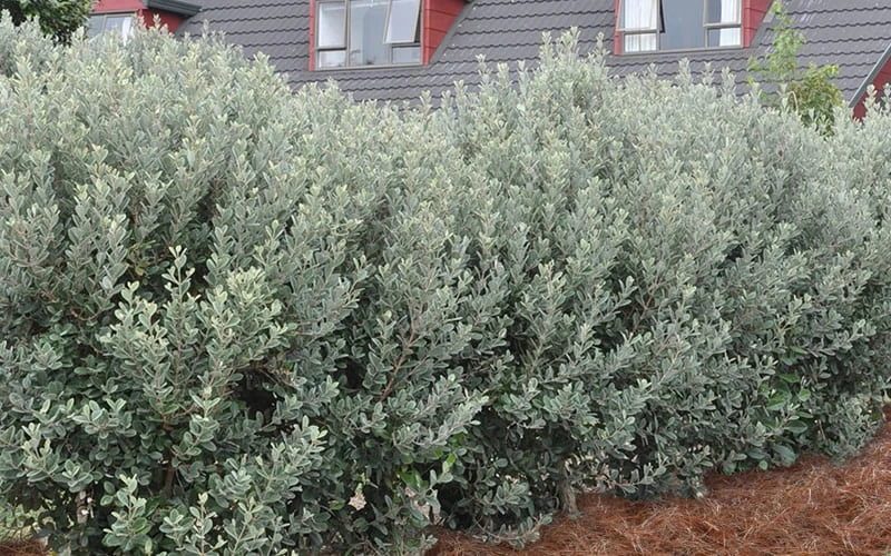 Bambina Dwarf Pineapple Guava (Feijoa Sellowiana ' Tharfiona') - 7 Gallon Pot 6 Bambina Dwarf Pineapple Guava (Feijoa Sellowiana ' Tharfiona') - 7 Gallon Pot - Image 6