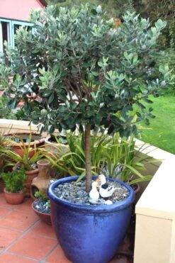 Pineapple Guava -Feijoa Sellowiana - 7 Gallon Pot -Breeze Sprout Sales Pineapple Guava In Pot 500x750 1