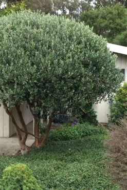 Pineapple Guava - Feijoa Sellowiana - 3 Gallon Pot -Breeze Sprout Sales Pineapple Guava Tree 21 1