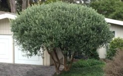 Pineapple Guava - Feijoa Sellowiana - 3 Gallon Pot -Breeze Sprout Sales Pineapple Guava Tree 22 1