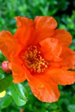 Russian Cold Hardy Pomegranate - 3 Gallon Pot -Breeze Sprout Sales Pomegranate Russian 26 11 2