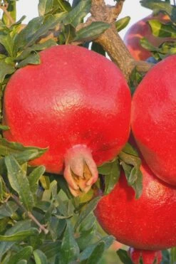 Salavatski Cold Hardy Russian Pomegranate - 3 Gallon Pot -Breeze Sprout Sales Pomegranate Russian 26 Rev 500x750 1