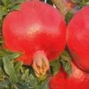 Russian 26 Cold Hardy Pomegranate - 6 Pack Of 1 Gallon Pots